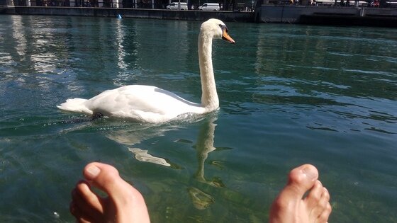 Human feet and a gracious swan - Zürich, Switzerland