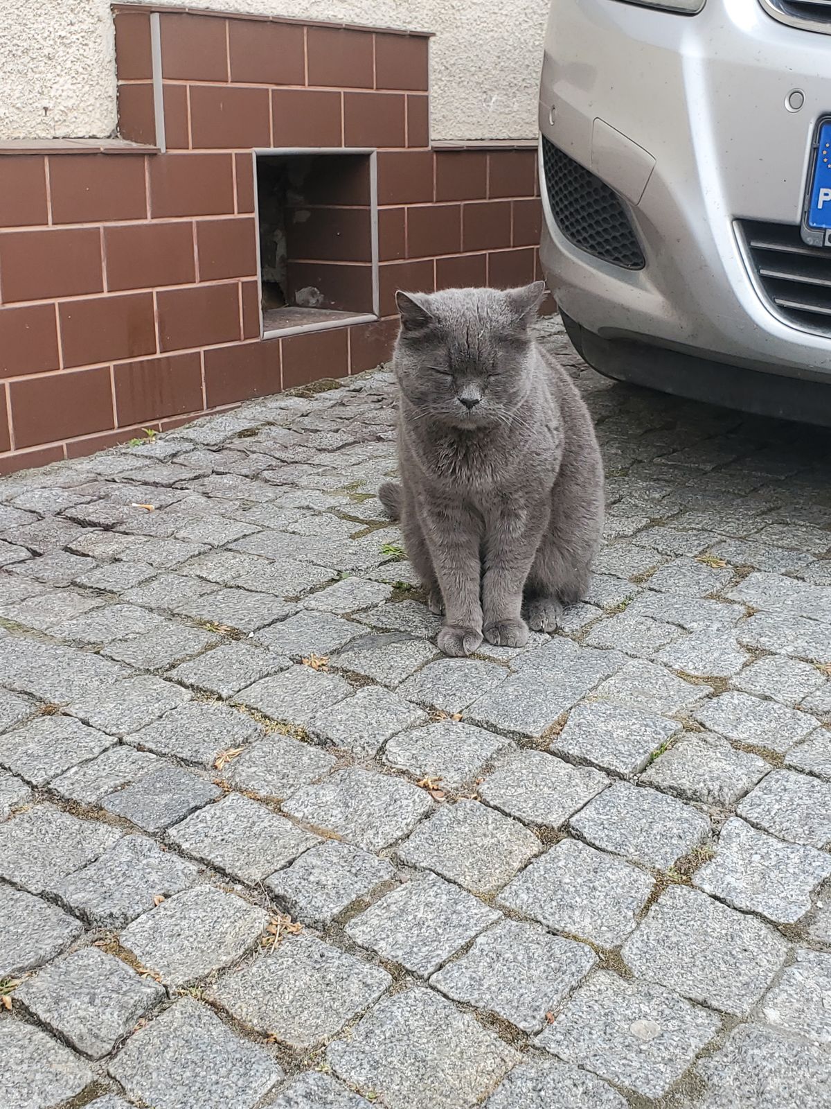 Polish cat